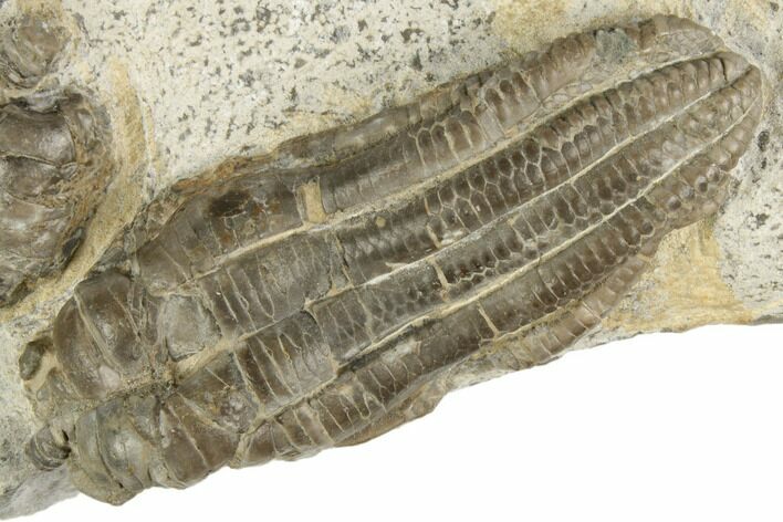 3.2" 3D, Triassic Fossil Crinoid (Encrinus) - Germany